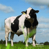 Cattle Memory Match 9 cattle memory match